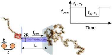 Graphical abstract: Translocation dynamics of knotted polymers under a constant or periodic external field