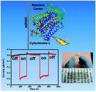 Graphical abstract: A highly stable and scalable photosynthetic reaction center–graphene hybrid electrode system for biomimetic solar energy transduction