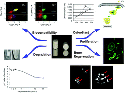 Graphical abstract: The effect of local delivery of adiponectin from biodegradable microsphere–scaffold composites on new bone formation in adiponectin knockout mice