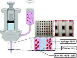 Graphical abstract: A simultaneous 3D printing process for the fabrication of bioceramic and cell-laden hydrogel core/shell scaffolds with potential application in bone tissue regeneration