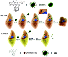 Graphical abstract: Carbon dots as a trackable drug delivery carrier for localized cancer therapy in vivo