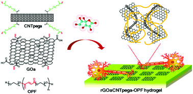 Graphical abstract: Covalent crosslinking of graphene oxide and carbon nanotube into hydrogels enhances nerve cell responses