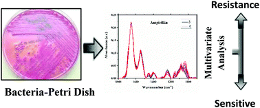 Graphical abstract: Detection of antibiotic resistant Escherichia Coli bacteria using infrared microscopy and advanced multivariate analysis