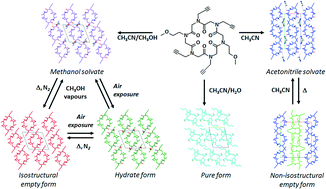 Graphical abstract: Molecular recognition and solvatomorphism of a cyclic peptoid: formation of a stable 1D porous framework