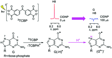 Graphical abstract: Indirect NMR detection of transient guanosyl radical protonation in neutral aqueous solution