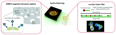 Graphical abstract: A magnetic micropore chip for rapid (<1 hour) unbiased circulating tumor cell isolation and in situ RNA analysis