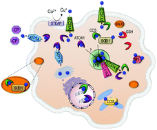 Graphical abstract: Orchestration of dynamic copper navigation – new and missing pieces