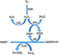 Graphical abstract: Selenoproteins are involved in antioxidant defense systems in thalassemia