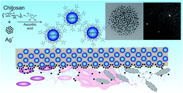 Graphical abstract: Development of noncytotoxic silver–chitosan nanocomposites for efficient control of biofilm forming microbes