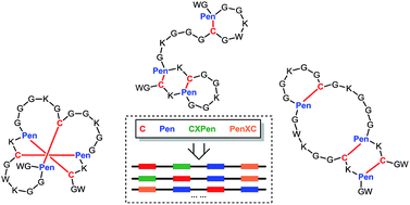 Graphical abstract: De novo design of constrained and sequence-independent peptide scaffolds with topologically-formidable disulfide connectivities