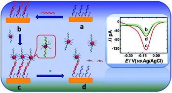 Graphical abstract: A signal amplification strategy and sensing application using single gold nanoelectrodes