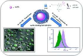 Graphical abstract: In vivo targeting of DNA vaccines to dendritic cells using functionalized gold nanoparticles