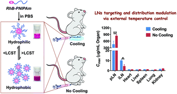 Graphical abstract: External temperature control of lymphatic drainage of thermo-sensitive nanomaterials