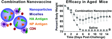 Graphical abstract: Single dose combination nanovaccine provides protection against influenza A virus in young and aged mice