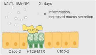 Graphical abstract: The food additive E171 and titanium dioxide nanoparticles indirectly alter the homeostasis of human intestinal epithelial cells in vitro