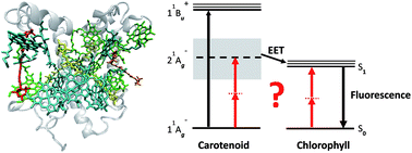 Graphical abstract: Two-photon excitation spectroscopy of photosynthetic light-harvesting complexes and pigments