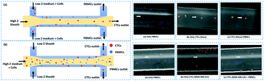 Graphical abstract: Acoustic impedance-based size-independent isolation of circulating tumour cells from blood using acoustophoresis