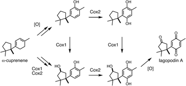 Graphical abstract: Biosynthesis of lagopodins in mushroom involves a complex network of oxidation reactions