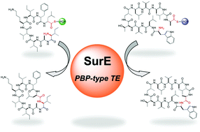 Graphical abstract: SurE is a trans-acting thioesterase cyclizing two distinct non-ribosomal peptides