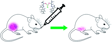Graphical abstract: Copper complexes as prospective anticancer agents: in vitro and in vivo evaluation, selective targeting of cancer cells by DNA damage and S phase arrest