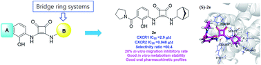 Graphical abstract: Bicyclo[2.2.1]heptane containing N,N′-diarylsquaramide CXCR2 selective antagonists as anti-cancer metastasis agents