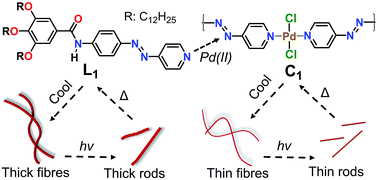 Graphical abstract: Influence of metal coordination and light irradiation on hierarchical self-assembly processes