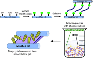 Graphical abstract: Pharmaceutical crystallization in surface-modified nanocellulose organogels