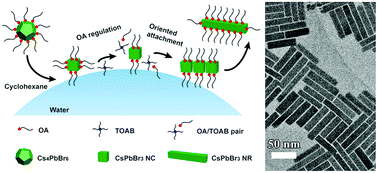 Graphical abstract: Highly luminescent CsPbBr3 nanorods synthesized by a ligand-regulated reaction at the water–oil interface