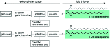 Graphical abstract: Imaging mass spectrometry allows for neuroanatomic-specific detection of gangliosides in the healthy and diseased brain