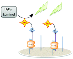 Graphical abstract: Antibody free ELISA-like assay for the detection of transcription factors based on double-stranded DNA thermostability