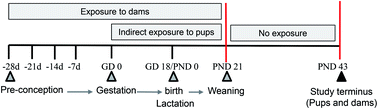 Graphical abstract: Complex epigenetic patterns in cerebellum generated after developmental exposure to trichloroethylene and/or high fat diet in autoimmune-prone mice