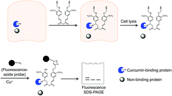 Graphical abstract: Click chemistry-based imaging to study the tissue distribution of the curcumin–protein complex in mice