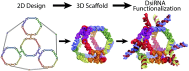 Graphical abstract: Truncated tetrahedral RNA nanostructures exhibit enhanced features for delivery of RNAi substrates