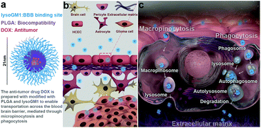 Graphical abstract: Penetration of the blood–brain barrier and the anti-tumour effect of a novel PLGA-lysoGM1/DOX micelle drug delivery system