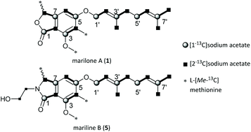 Graphical abstract: Biosynthetic studies of novel polyketides from the marine sponge-derived fungus Stachylidium sp. 293K04