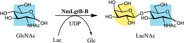 Graphical abstract: Enzymatic synthesis of N-acetyllactosamine from lactose enabled by recombinant β1,4-galactosyltransferases