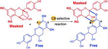 Graphical abstract: Syntheses of doubly linked proanthocyanidins using free flavan units as nucleophiles: insight into the origin of the high regioselectivity of annulation