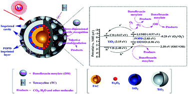 Graphical abstract: Magnetic functional heterojunction reactors with 3D specific recognition for selective photocatalysis and synergistic photodegradation in binary antibiotic solutions