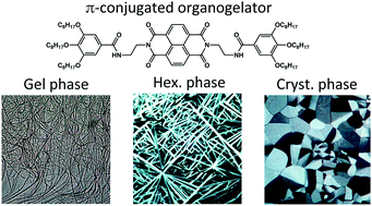 Graphical abstract: Original polymorphism in a naphthalene bisimide π-conjugated organogelator: a complex interplay between hydrogen bonding and heterocycle π-stacking