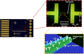 Graphical abstract: Electrochemical detection of bovine immunoglobulins G to determine passive transfer of antibodies to calves