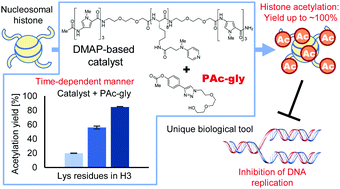 Graphical abstract: Synthetic hyperacetylation of nucleosomal histones