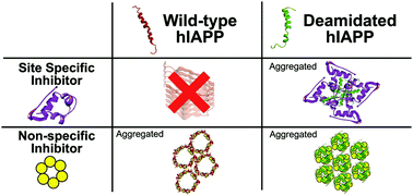 Graphical abstract: Does deamidation affect inhibitory mechanisms towards amyloid protein aggregation?