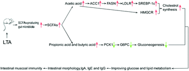 Graphical abstract: l-Theanine affects intestinal mucosal immunity by regulating short-chain fatty acid metabolism under dietary fiber feeding