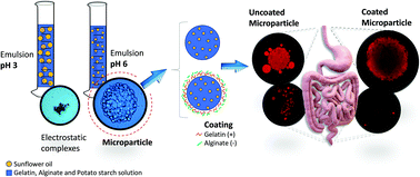 Graphical abstract: Emulsion-filled hydrogels for food applications: influence of pH on emulsion stability and a coating on microgel protection
