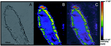 Graphical abstract: Elemental bioimaging of Na distribution in roots of Arabidopsis thaliana using laser ablation-ICP-MS under cold plasma conditions