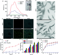 Graphical abstract: Drug-internalized bacterial swimmers for magnetically manipulable tumor-targeted drug delivery