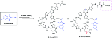 Graphical abstract: Mutational biosynthesis to generate novel analogs of nosiheptide featuring a fluorinated indolic acid moiety