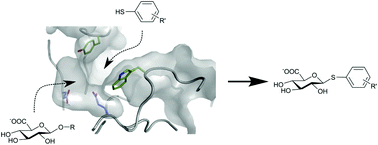 Graphical abstract: Thioglycoligation of aromatic thiols using a natural glucuronide donor