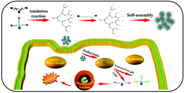 Graphical abstract: A dual drug-based hyperbranched polymer with methotrexate and chlorambucil moieties for synergistic cancer chemotherapy