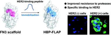 Graphical abstract: Strategic design to create HER2-targeting proteins with target-binding peptides immobilized on a fibronectin type III domain scaffold